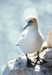 Wall Mural - portrait of a northern gannet standing on a sea cliff