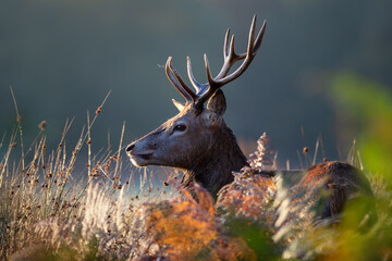 Wall Mural - Portrait of a young red deer stag standing in the grass at sunrise in autumn