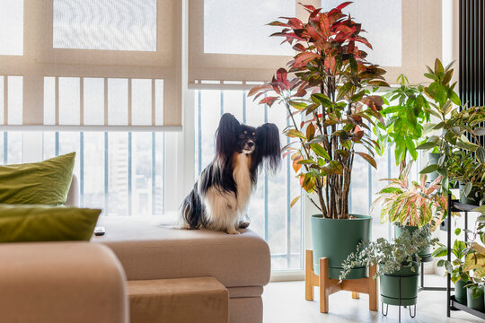 Roller blinds cover large windows in a bright room filled with houseplants. A Papillon dog sits on a beige sofa near the window, with natural light filtering through the motorized sunscreen shades.