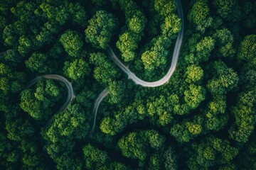 Fototapete - Exploring a natural maze of winding paths in a lush forest from a top-down perspective