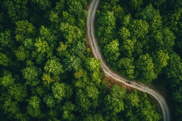 Fototapete - Maze of paths below a dense forest canopy with varying shades of green in bright daylight