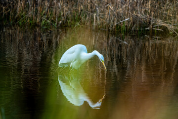 Wall Mural - snowy white egret in the marsh