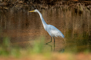 Wall Mural - snowy white egret in the marsh