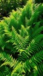© vilavanh - Bush of fern polypodiopsida with sunlight filtering through, plant foliage,, fern bush