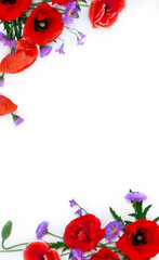 Wall Mural - flowers red poppies ( corn poppy, corn rose, field poppy ), violet flowers cornflower on a white bac