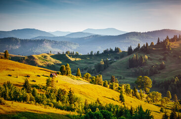 Aufkleber - A magical view of green hills and valleys illuminated by the morning light. Carpathian mountains, Ukraine, Europe.