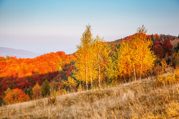 Aufkleber - Golden birch trees with yellow leaves in a meadow with dry grass under sunlight.