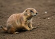 © Dewi - adorable profile of a prairie dog playing in dirt