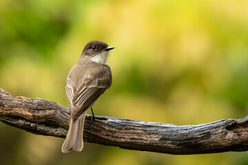 Wall Mural - an eastern phoebe perched on a tree branch
