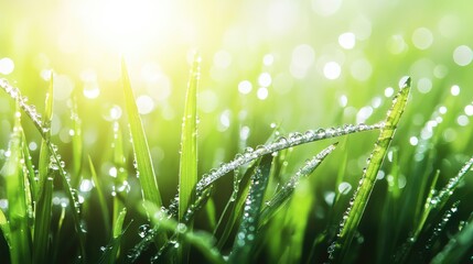 Poster - Dew-covered green leaves with bokeh light in the background, natural freshness with space for design use