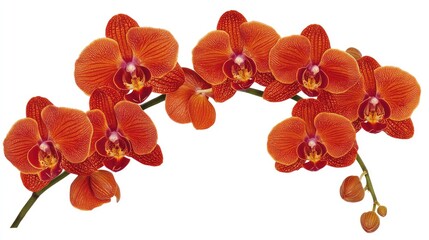 Poster - Isolated blooming orchid against a soft white background, minimal and elegant floral copy space