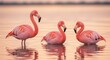 © Farsa - Flamingos Wading in Water at Sunset with Reflections