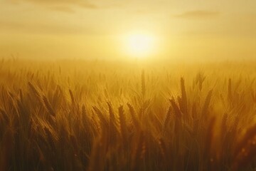 Poster - Wheat field basking in golden light at sunrise with breathtaking timelapse effects, Wheat field against beautiful timelapse sunrise, camera fly