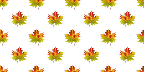 Wall Mural - colorful maple leaves seamless pattern on white background