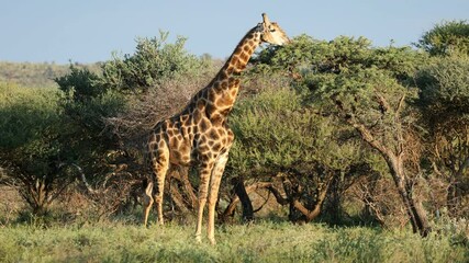 Wall Mural - a giraffe (giraffa camelopardalis) feeding on a thorn tree, mokala national park, south africa