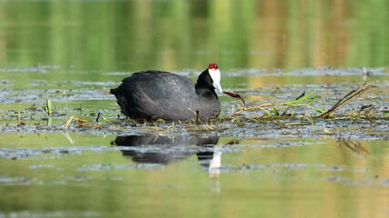 Wall Mural - a pair of red-knobbed coots (fulica cristata) building a nest in a pond, south africa