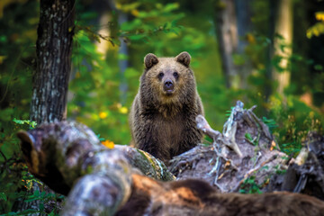 Wall Mural - brown bear on branch in summer forest. animal in nature habitat. wildlife scene