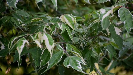 Variegated Green and White Leaves on a Tree Branch in Summer Light