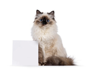 Fototapete - Pretty seal tortie Sacred Birman cat, sitting up facing front beside white square block for copy space. Looking towards camera with breed specific blue eyes. Isolated on a white background.