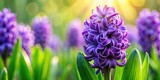 Rule of thirds composition showcases a spring bloom: a striking purple hyacinth against a green spring background.