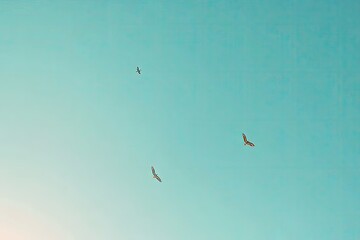  Two birds soaring in a clear blue sky