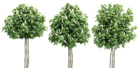 Fototapete - Maple tree on transparent background.3d rendering