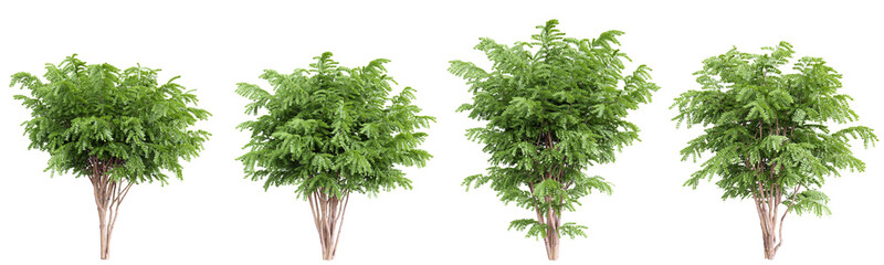 Fototapete - Black Locust tree on transparent background.3d rendering