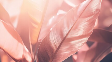Poster - pink plant leaves in sunlight: close-up of elegant, pink-hued leaves bathed in soft sunlight, creati