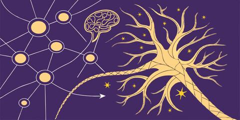 Poster - The Neural Network A Visual Representation of Brain Connectivity and Cognitive Processes