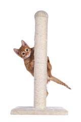 Aufkleber - Sweet little red house cat, hanging like a clown in beige scratching pole made of sisal rope. Looking towards camera. Isolated cutout on a transparent background.