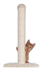 Aufkleber - Sweet little red house cat, sitting behind beige scratching pole made of sisal rope. Looking towards camera. Isolated cutout on a transparent background.
