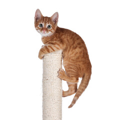 Poster - Sweet little red house cat, hanging on top of beige scratching pole made of sisal rope. Looking towards camera. Isolated cutout on a transparent background.