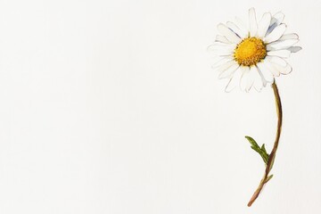 Wall Mural - delicate single daisy against a plain backdrop.
