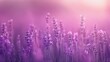 © Dragon - Lavender field bathed in soft, pastel light.