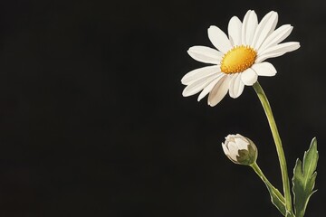 Wall Mural - white daisy and bud against a dark background.