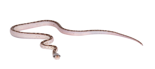 Leinwandbilder - Baby white sided Texas rat snake or Elaphe obsoleta lindheimeri crawling. Isolated cutout on a transparent background.