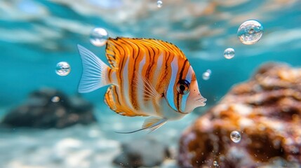Poster - Macro shot of a vibrant striped fish with orange, white, and blue markings swimming underwater near a coral reef. Bubbles float around it in the clear water, creating a sense of tranquility and