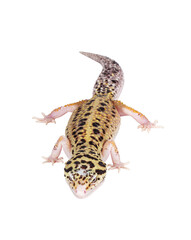 Fototapete - Top view of beautiful Mack Snow Eclipse colored Eublepharis macularius or Leopard Gecko, standing. Isolated cutout on a transparent background. Looking straight ahead.
