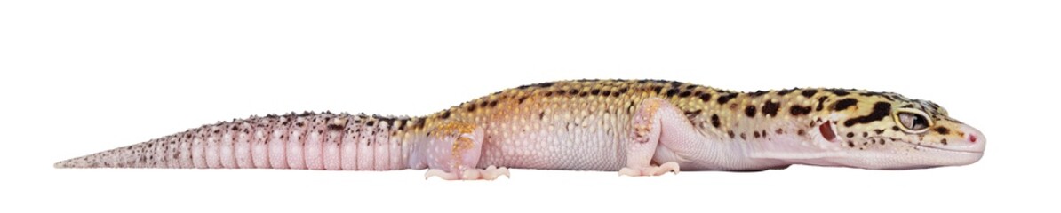 Fototapete - Beautiful Mack Snow Eclipse colored Eublepharis macularius or Leopard Gecko, standing side ways. Isolated cutout on a transparent background. Looking straight ahead showing profile.