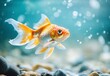 © Namdang - Colorful Goldfish Swimming Gracefully in Underwater Environment