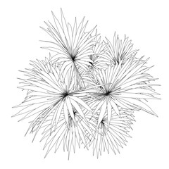 Poster - A drawing of a palm tree with a few leaves. The drawing is in black and white. The palm tree is tall and has a lot of leaves. The leaves are spread out and are of different sizes