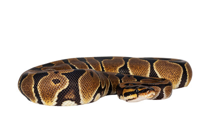 Fototapete - Baby Ballpython or Python Regius snake, isolated cutout on a transparent background. Amazing almost golden colors and beautifull pattern.