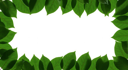 Poster - Green leaves border a blank white space. Bright green leaf textures overlap to form a natural frame. Sunlight makes light and shadow patterns on leaves. Fresh growth with empty center.