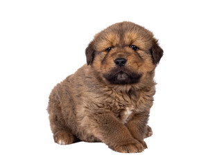 Leinwandbilder - Adorable baby Tibetan Mastiff dog puppy, sitting up side ways. Looking towards camera. Isolated cutout on a transparent background.