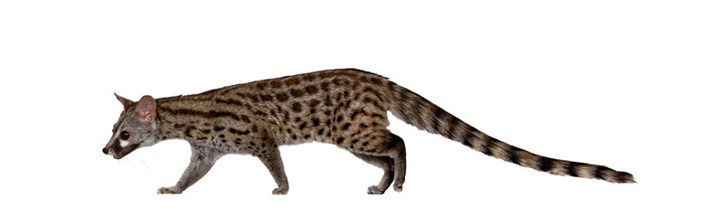 Fototapete - Arabian small spotted genet aka Genetta genetta, walking from right to left. Looking straight ahead away from camera. Isolated cutout on a transparent background.