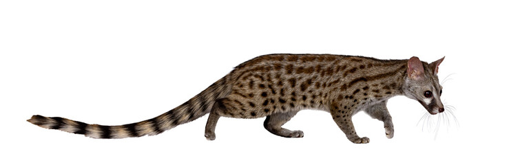 Fototapete - Side view of Arabian small spotted genet aka Genetta genetta, walking from left to right. Looking in movement direction away from camera. Isolated cutout on a transparent background.