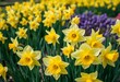 © chanwut - Close-up vibrant yellow and white daffodils blooming in Amsterdam field, bright, sunlight