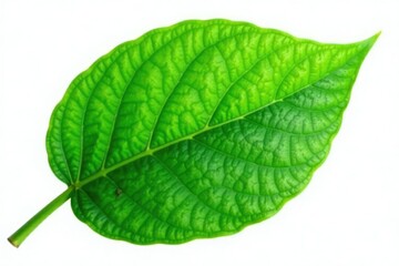 Wall Mural - Green leaf isolated on white background with subtle texture, botanical, plant, green