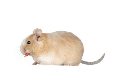 Poster - Close up from adult sand piebald degu, standing side ways with food in mouth. Head turned away from camera showing profile. Isolated cutout on a transparent background.