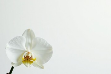Wall Mural - Delicate white orchid blossom against pure white backdrop, smooth, nature photography, bloom
